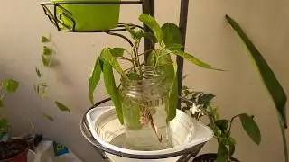 Укоренение черенков гибискуса в воде