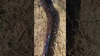 Leopard Boa Snake 