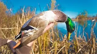 Frozen Marsh Greenheads - Duck Hunting 2017