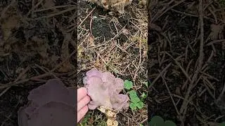 Aizsargājama sēne - violetais cūkausis / Pig's ears (Gomphus clavatus) mushroom ✨️ #mushroom #nature