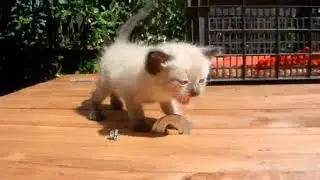 Котятки