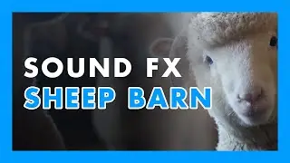 SHEEP BARN - (Sound Effect) 🐏🐑