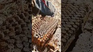 ЯЩИК С ПАТРОНАМИ  РАСКОПКИ ПО ВОЙНЕ