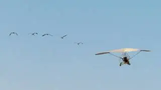 Operation Migration Whooping Crane departure from White River Marsh 2012