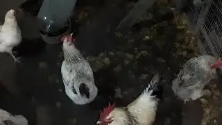 Под электрическим светом день удлиняется!