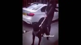 Pidbullni sevadiganla bormi✊