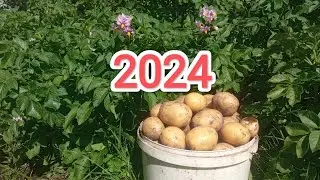 картофель 2024 от посадки до урожая сорт *гала* на непаханой земле замульчированная в осень.