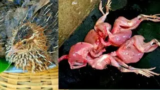 Quail birds cutting skills | Kaadai Cutting | CT 360*🔪