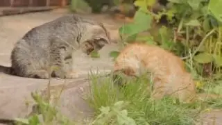cats and bugs