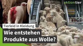 Wolle: Was steckt dahinter?