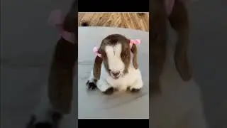 The Cutest Sheep Moment Ever #shorts
