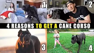 4 Reasons To Consider Getting a Cane Corso