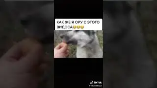 Яйцо