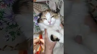 Похоже Али Партия запела!#shorts #жизнькота #кот # shorts