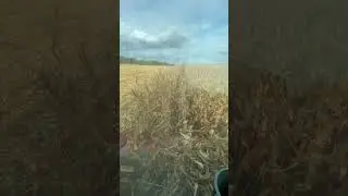 Молотимо🚀