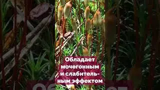 Кукушкин лен очень полезный мох 