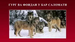 Канзи Шифо  -  Абрешим – Пилла, Гург, Калтокалос (Калтекелас)