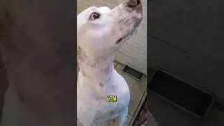 DANDO BANHO E BRINCANDO COM MEU PITBULL ZICO.