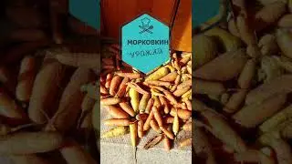 Морковкин урожай