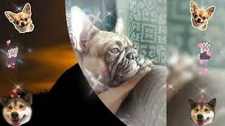 .Лучший друг - Читает Автор