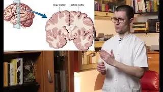 Gray matter and white matter