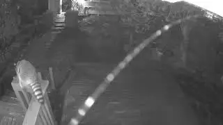 19 April 2020 Raccoon Reaching For Something