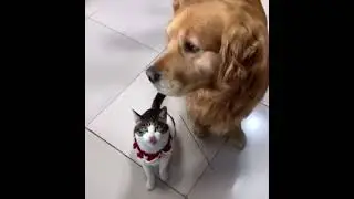 Cute Dog & Cat