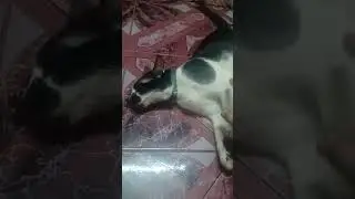 🐱❤️ 