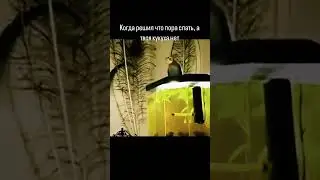 Когда решил что пора спать, а твоя кукуха нет