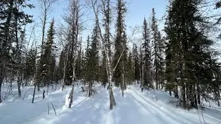 По следам неуловимой куропатки ч.2 сезон 2023 - 2024.  Прогулка по лесу.