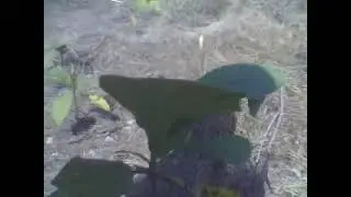 Pohon-Pohon Jati di Kebunku