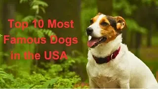 Top 10 Most Famous Dogs in the USA 🐶