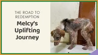 Melcy Rescue Story