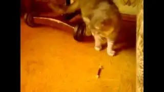 Видео0002