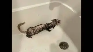 Sabrina doing push ups