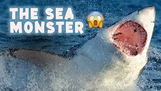 10 Interesting Facts About Great White Sharks - Encyclopedia About Animals
