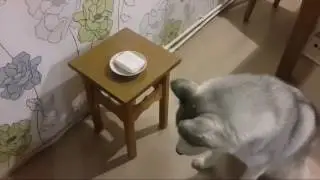 Хаски и еда. Обещанный творожок.