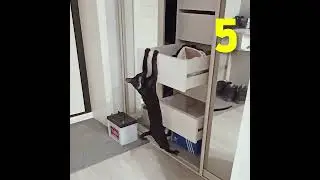Oriental CAT Does 15 Pull-Ups #shorts