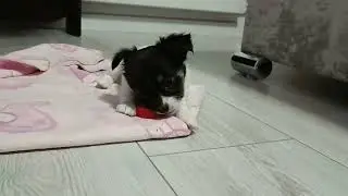 Мы завели нового питомца🥰🥰🥰 We've got a new pet