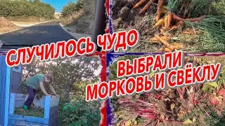 СЛУЧИЛОСЬ ЧУДО Выбрали морковь и свёклу