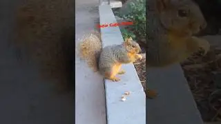 SQUIRREL ADVICE!