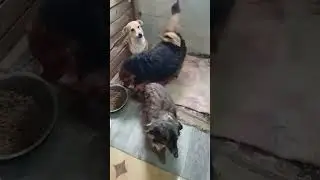 Добрые и ласковые собачки   