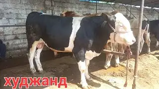 🦬🥩МОЛБОЗОРИ ХУЧАНД БОЗОРИ ХУДЖАНД ГОВ МОЛ 26 мая 2024 г.