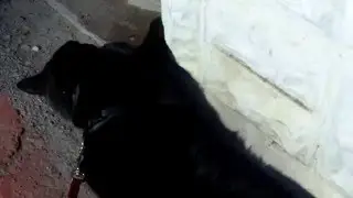 Bi e Pippetto Kiri sulla soglia del cancello