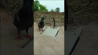 Simple Unique Pigeon Trap #shorts