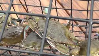 Monster Crabs on The Jersey Shore ( Mystic Island )