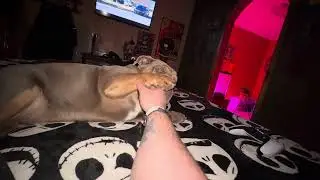 Bulldog fight
