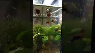 Гуппи Испанцы.
