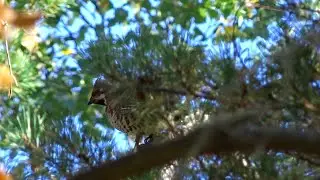 Охота на рябчика с манком - Hunting in Russia Hazel Grouse - Järpjakt