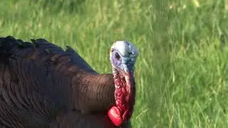 How Hot Is That Gobbler? Check his Dew Snood!